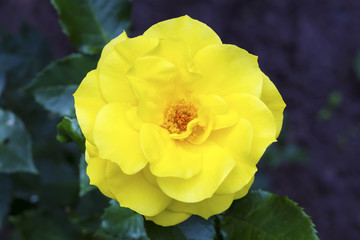 Yellow rose close-up