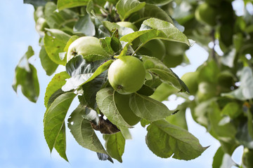 Close-up of green apples on a tree
