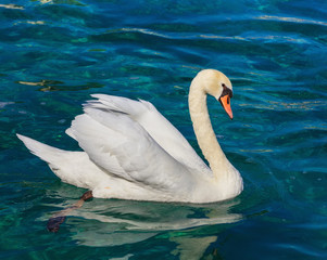 White swan swimming on Lake Geneva