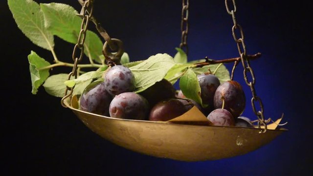 Prunus domestica Pruim Slivoň &scaron;vestka Plum Ciruelo Plommon Pflaume Blommetr&aelig; Bilancia Prunier Śliwa Prun domowa Ameixeira-europeia Nemes Susine szilva video Слива Susina домашняя Prugna Prugne