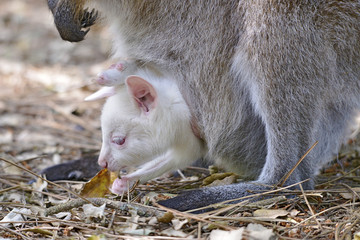 Closeup albino joey Red-necked wallaby or wallaby of Bennett (Macropus rufogriseus) in the pocket