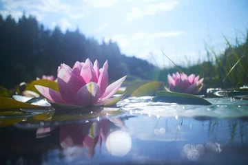Crédence en verre imprimé fleur de lotus fleur de lotus dans l& 39 étang