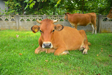 inek,&ccedil;iftlik hayvanları