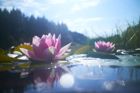 Fototapeta kwiat lotosu w stawie