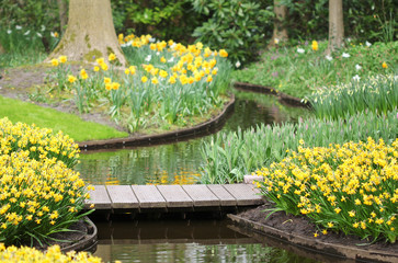 The narcissus flowerbeds at the park river