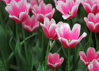 Fototapeta premium Big amount of the colorful tulip flowers in the flowerbed