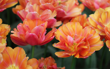 Big amount of the colorful tulip flowers in the flowerbed