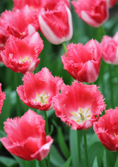 Big amount of the colorful tulip flowers in the flowerbed