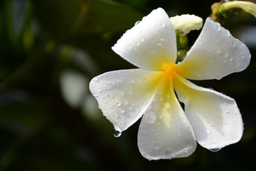 Water droplets on the flower of the plumeria in Chatuchak Park, Bangkok