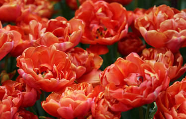 Big amount of the colorful tulip flowers in the flowerbed