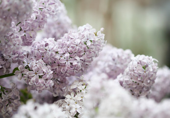 The pale lilac flowers close up