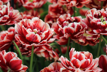 Big amount of the colorful tulip flowers in the flowerbed