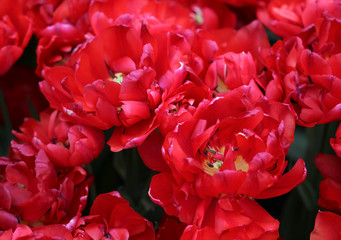 Big amount of the colorful tulip flowers in the flowerbed