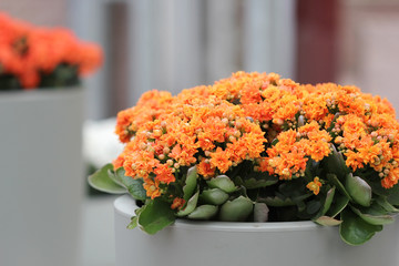 The ceramic flowerbed with kalanchoe flowers