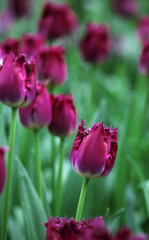 Fototapeta premium Big amount of the colorful tulip flowers in the flowerbed