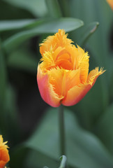 Big amount of the colorful tulip flowers in the flowerbed