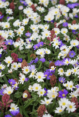 The big amount of daisy and hyacinth flowers