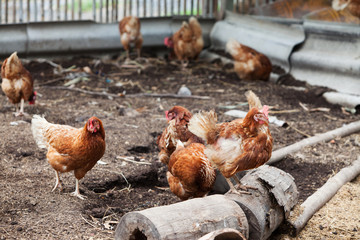 Herd of egg hen on traditional free range poultry farm at rural. Organic farm.