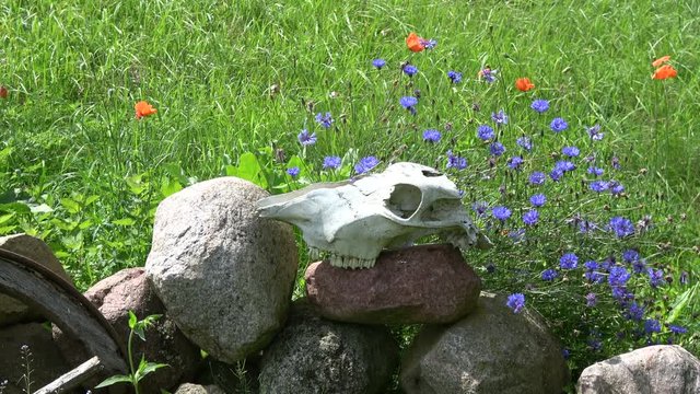 Horse skull cranium on stones in farm and wind in cornflowers