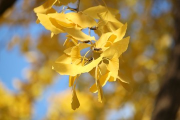 Osaka yellow ginkgo leaves - Japan autumn