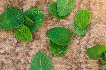 Mint leaves on canvas
