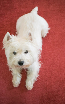 Kleiner weißer Hund auf rotem Teppich