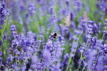 A honeybee in Lavender