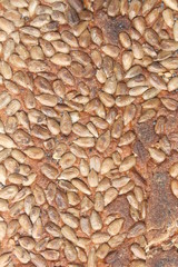 Hintergrund Sonnenblumenkerne