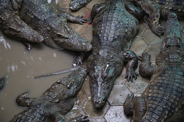 Crocodile farm