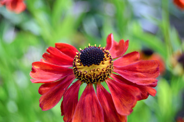rote Blüte