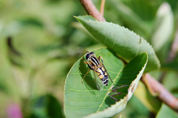 Sumpfschwebfliege