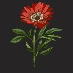 Hand drawn red daisy flower with stem and leaves isolated on black background. Botanical  illustration © NatelaPancake