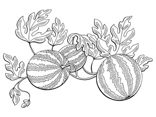 Watermelon graphic bush plant black white isolated sketch illustration vector