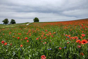 Wiese, Feld mit Klatschmohn, Papaver rhoeas