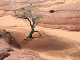 Baum am Wasserloch (grand staircase national monument, USA)