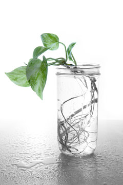 Fresh green epipremnum aureum (family Araceae) plant in black and white water glass jar on wet table.
