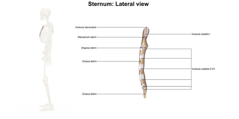 Sternum_Lateral view