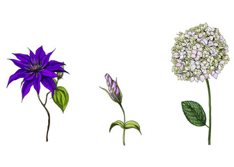Set with phlox, clematis and bud eustoma flowers, leaves and stems isolated on white background. Botanical  illustration