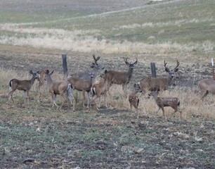 Central California Deer