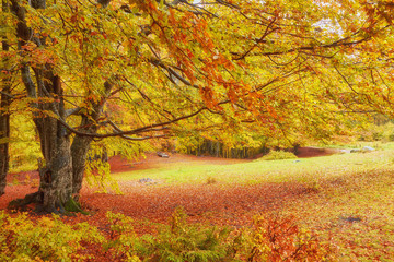 Landscape Nice fantasy Forest with creek in a golden Autumn.