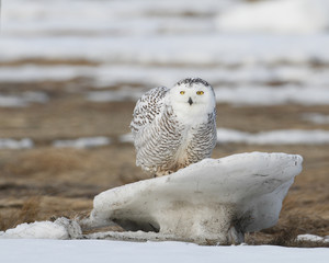 Snowy Owl - 166704639