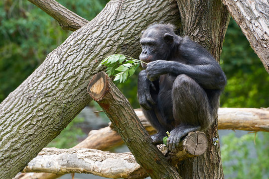 Schimpanse sitzt auf einem Baumstamm und frisst