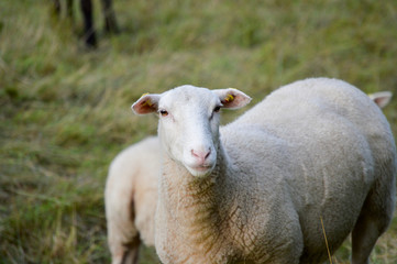 Schaf auf Wiese