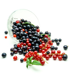 Glass vase with black and red currant on white background