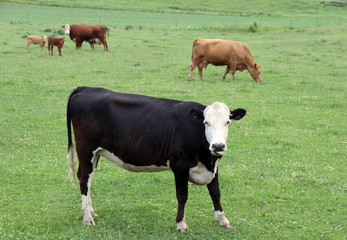 Holstein Heifer with Dairy cows on a green meadow