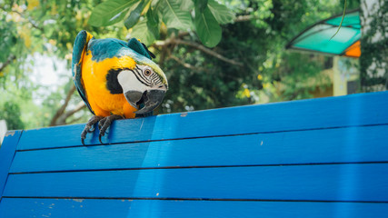 Blue and Gold Macaw on blue bench