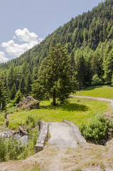Obraz premium Ftan, Ardez, Wanderweg, Steinbrücke, Engadin, Unterengadin, alte Brücke, Tasnan, Fluss, Sommer, Graubünden, Nationalpark, Schweiz