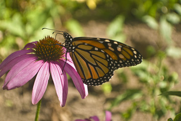 Monarch butterfly profile wings up on Echinacea flower close up