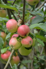 Apfelbaum mit Äpfeln