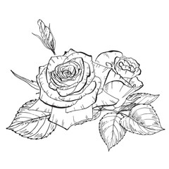 Two hand drawn rose flowers in contour. Botanical  illustration
